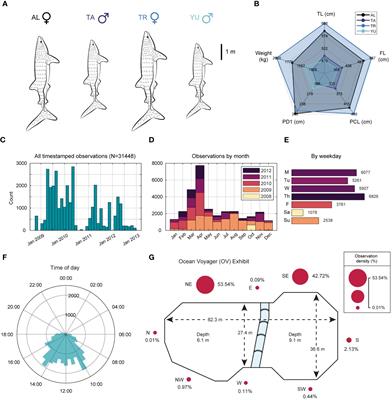A longitudinal behavioral analysis of aquarium whale sharks (Rhincodon typus): insights into anticipatory cues, individual variation, and social interaction